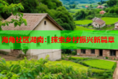 海角社区湖南：探索乡村振兴新篇章